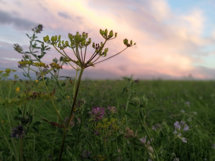 wild flower