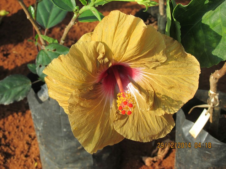 the ash shoe flower