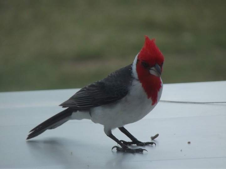 Friendly Cardinal