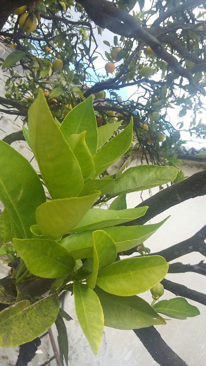Hojas