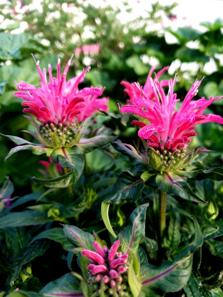 Hot Pink Pineapple Flowers