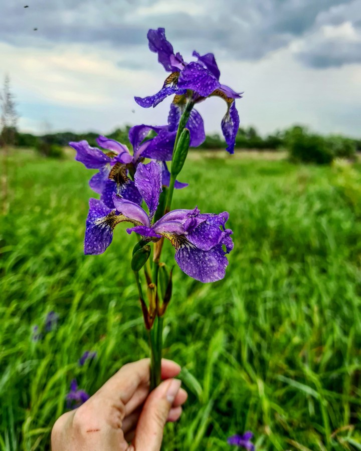 ирисы