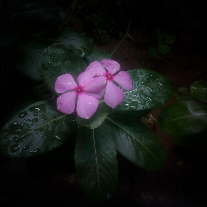 pink flowers