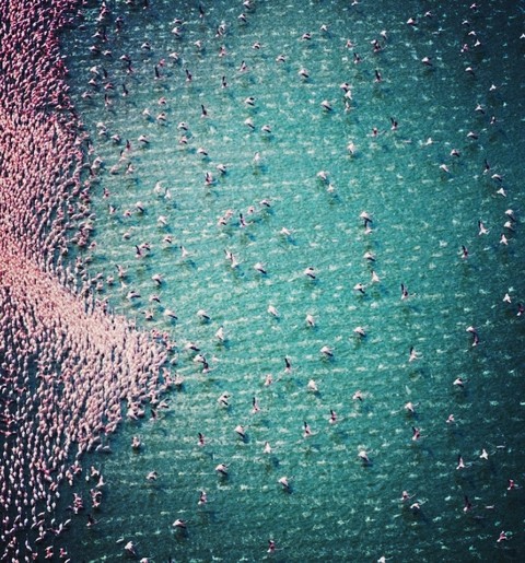 Flamingos