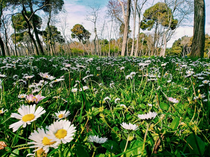 Istanbul Daisy