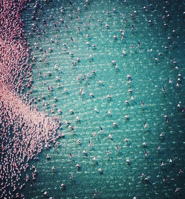Flamingos