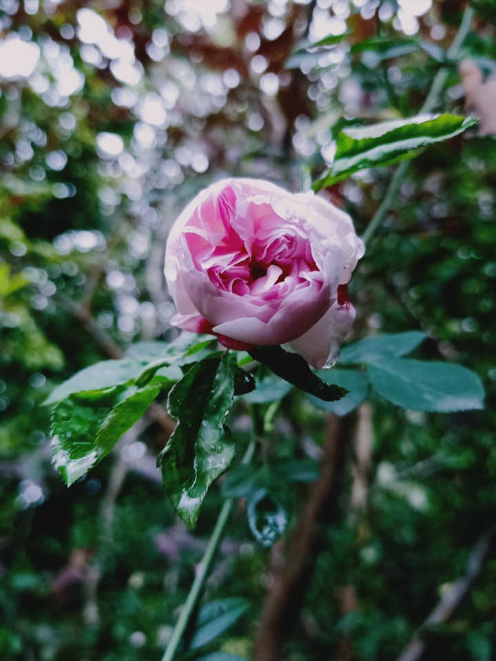 Blossom