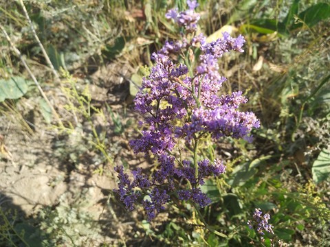 sfondi buddleia, lavender