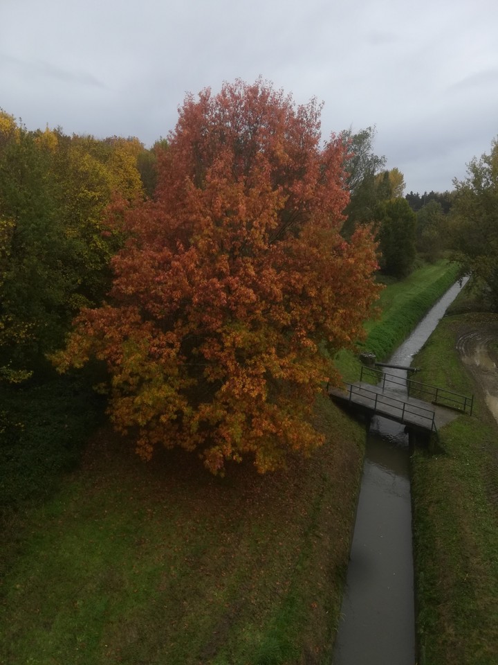 automnal tree