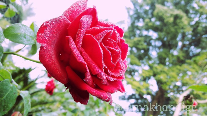 red rose