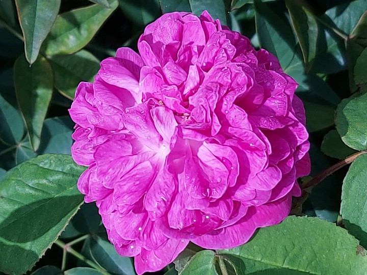 wonderful rose