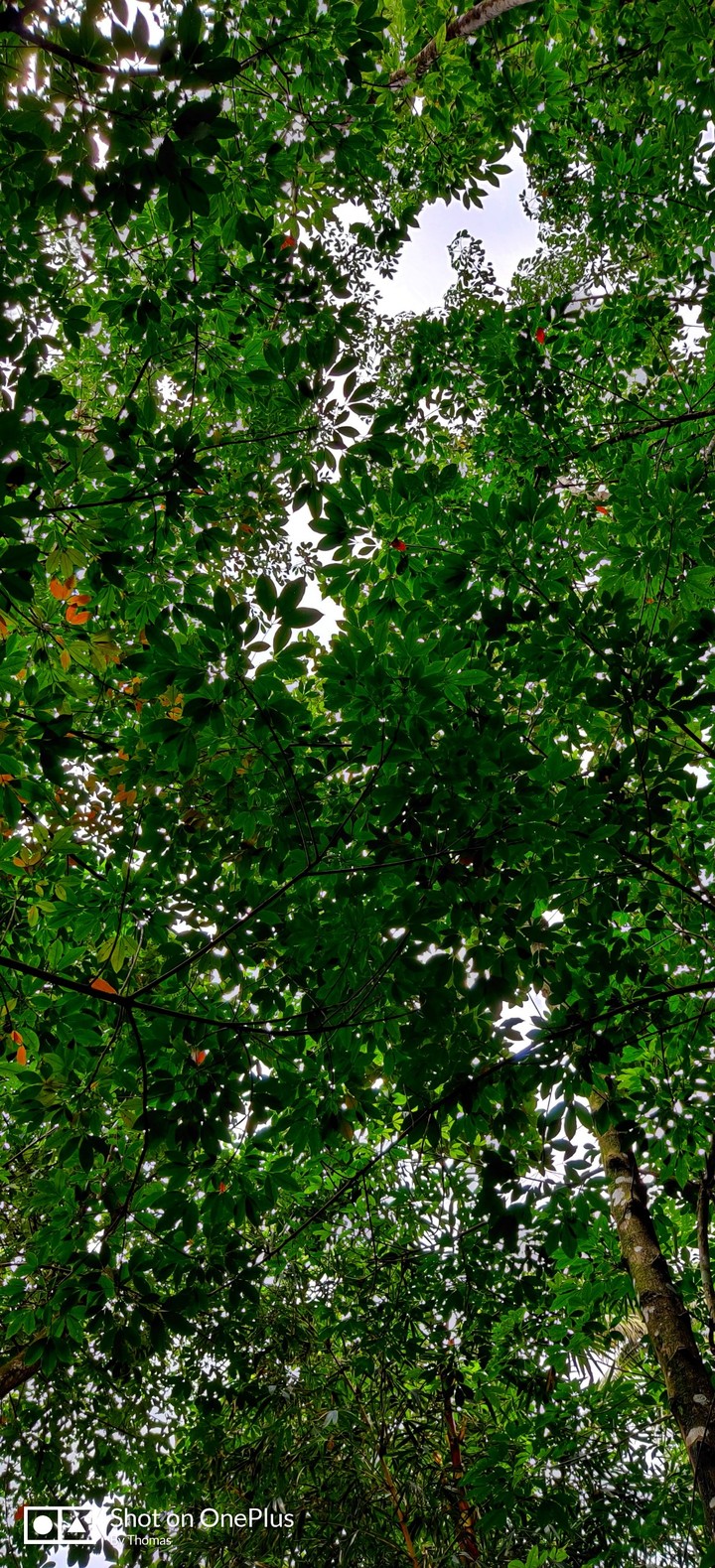 Go green?♥️