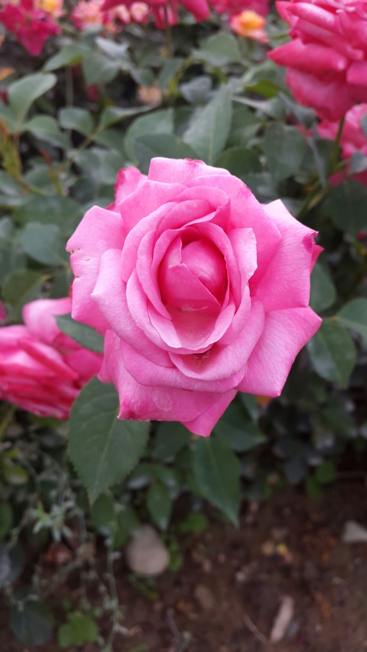 flowers are always beautiful ☺