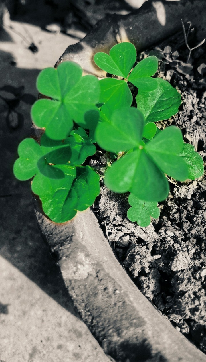 Clover!