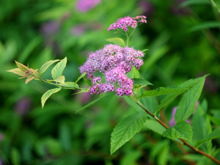 Spirea