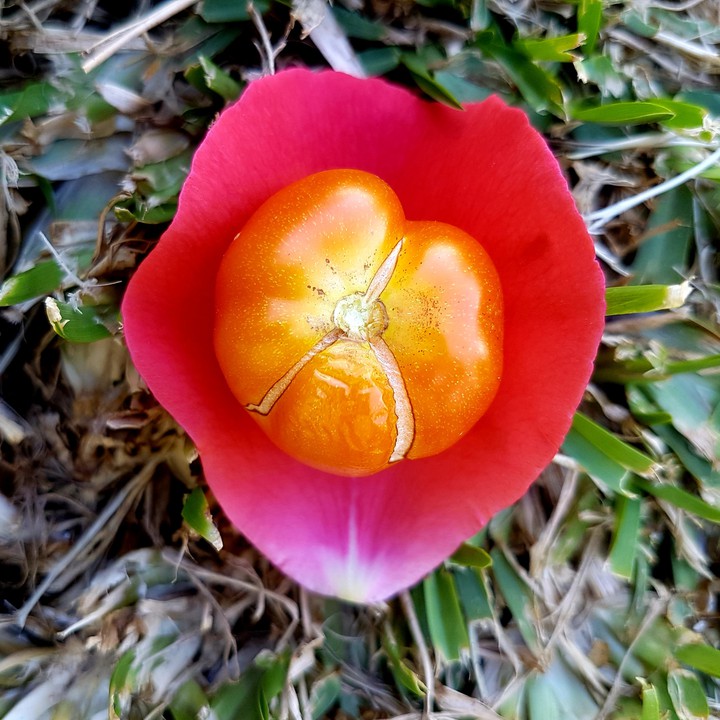 Petal Tomato