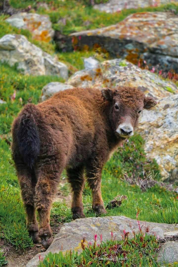 yak cub
