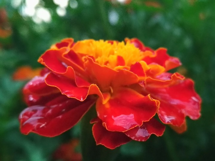 Marigold