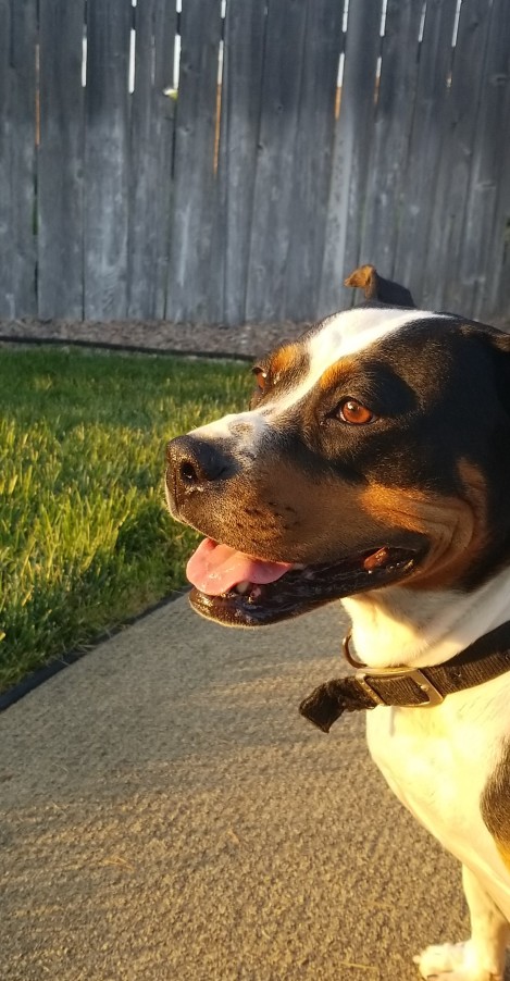 Dog