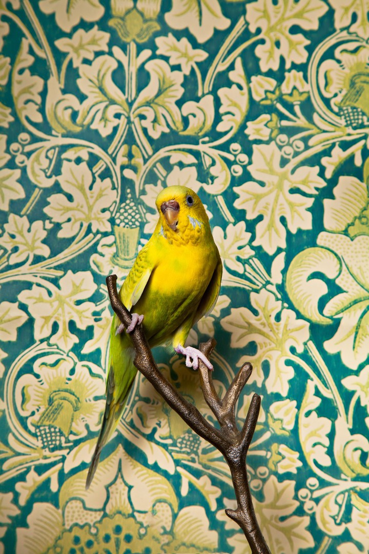 Yellow bird