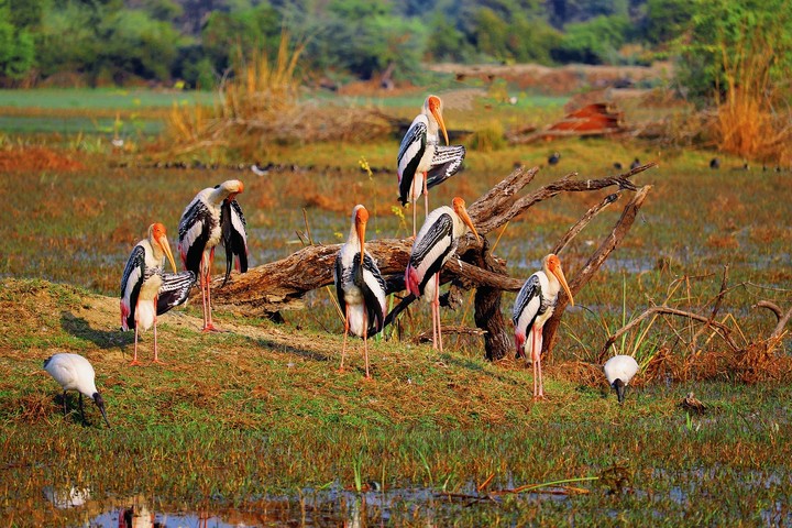 Dotted stork