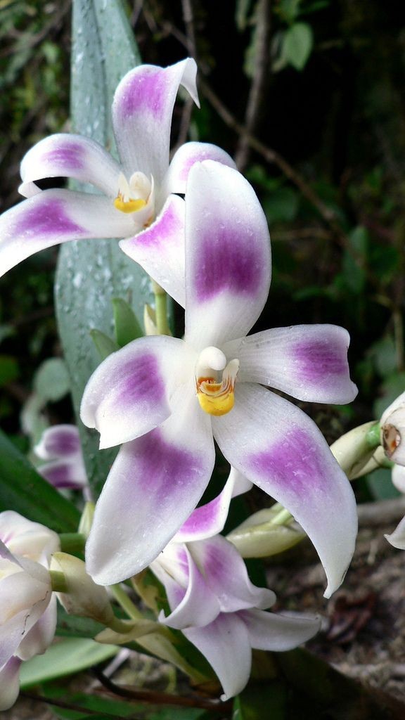 orchid