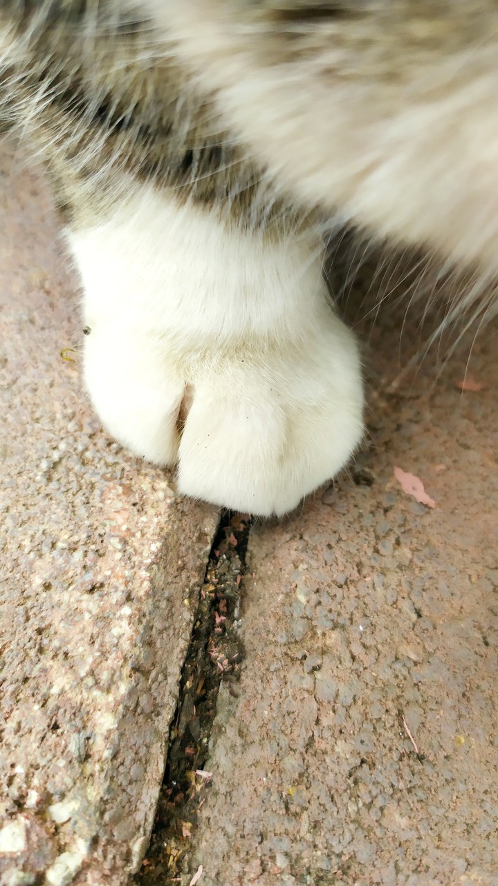 cat paw