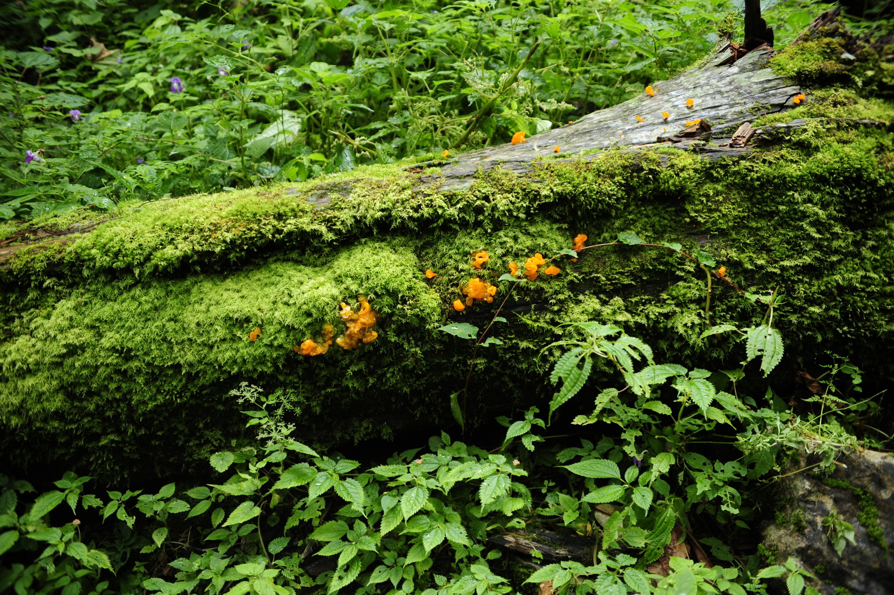 green, Yellow Hintergrundbilder