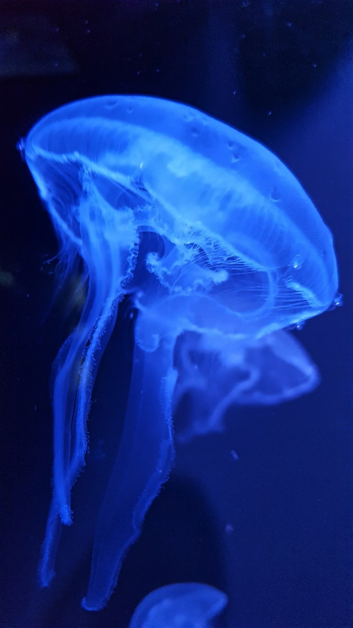 A Blue-tifull Jellifish