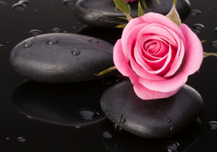 rose