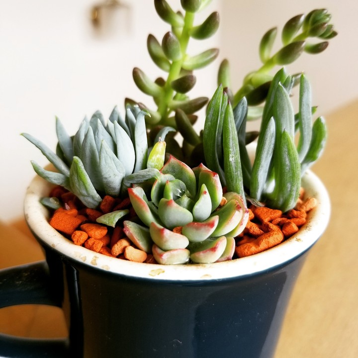 多肉植物