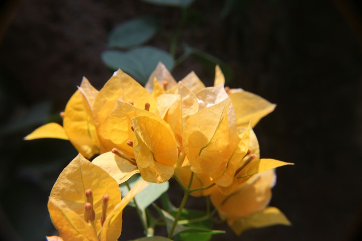 Yellow Beauty