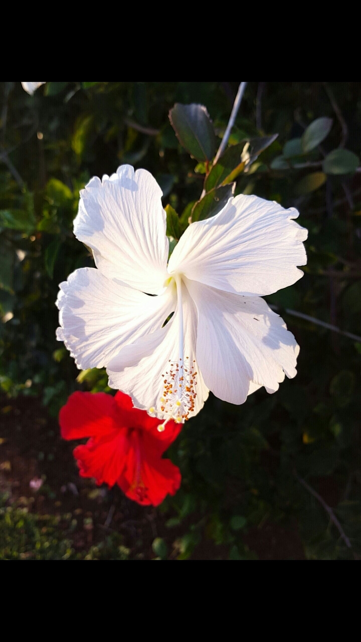 #Hibiscus