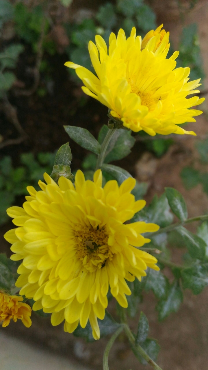 yellow flower