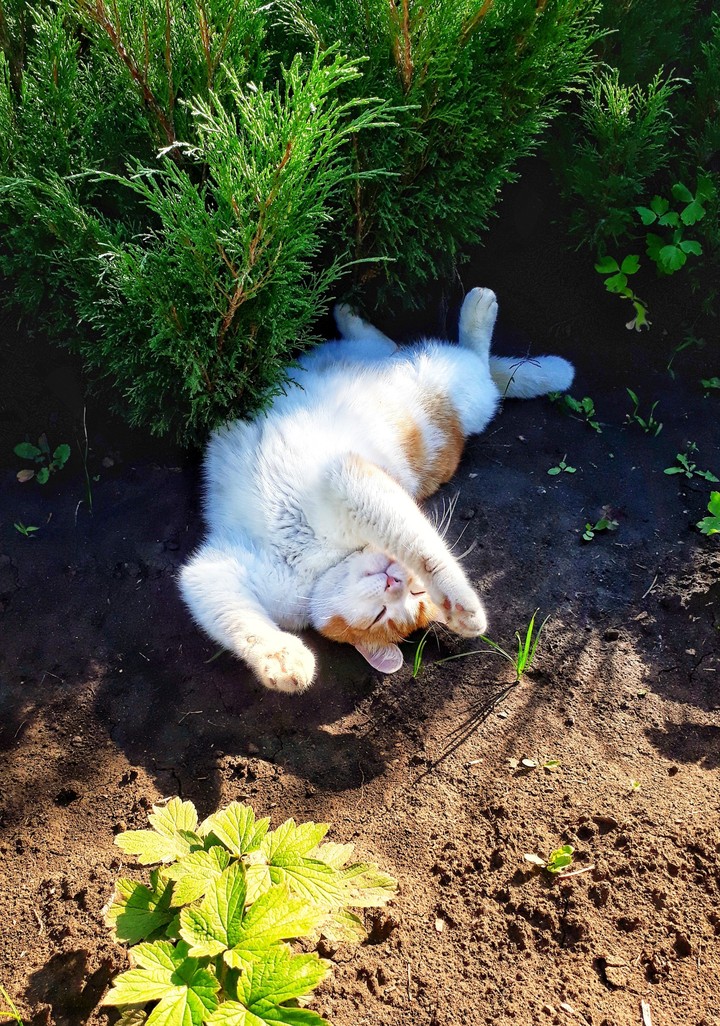 Purr purr