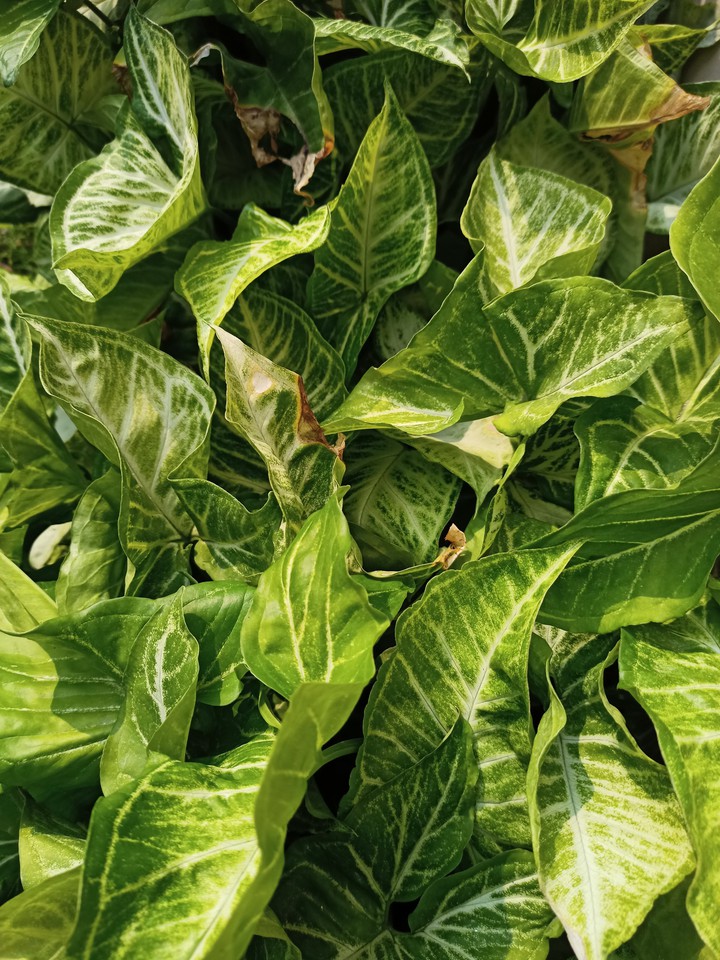 plants