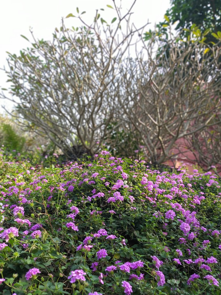 VIOLET FLOWERS !!!