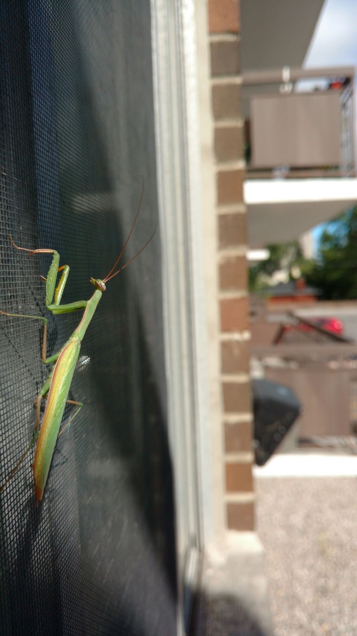 Praying Mantis