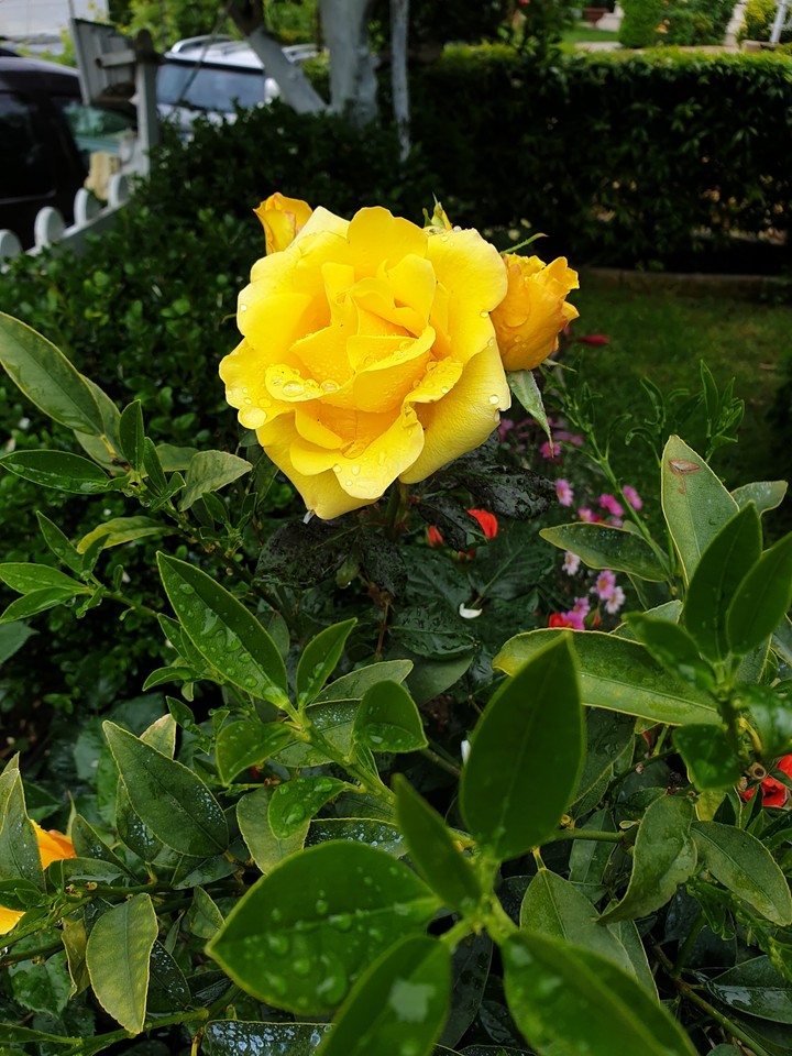 roses in my garden