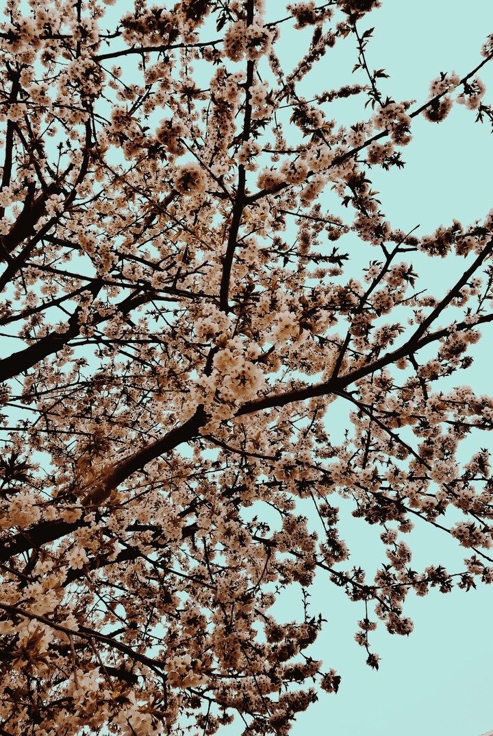 cherry blossom