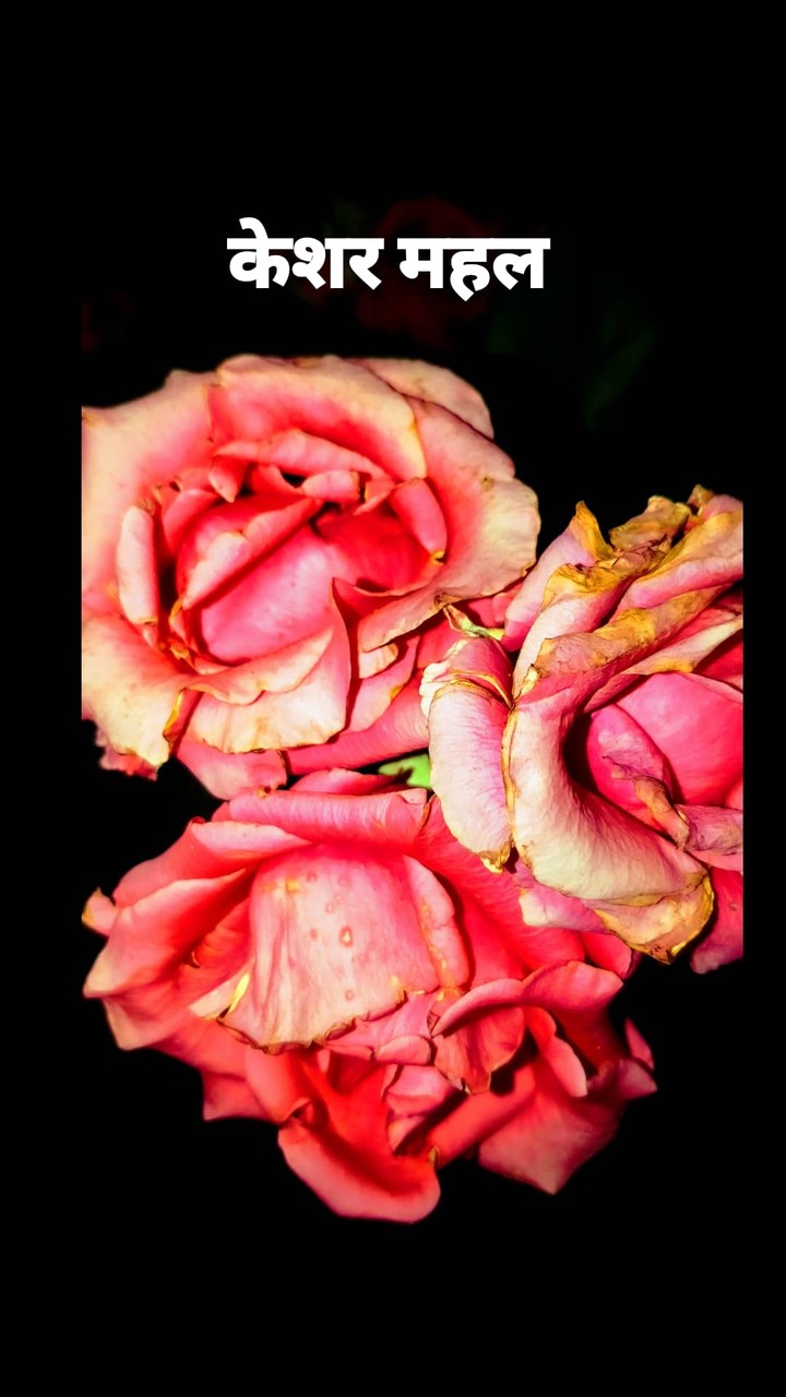 rose