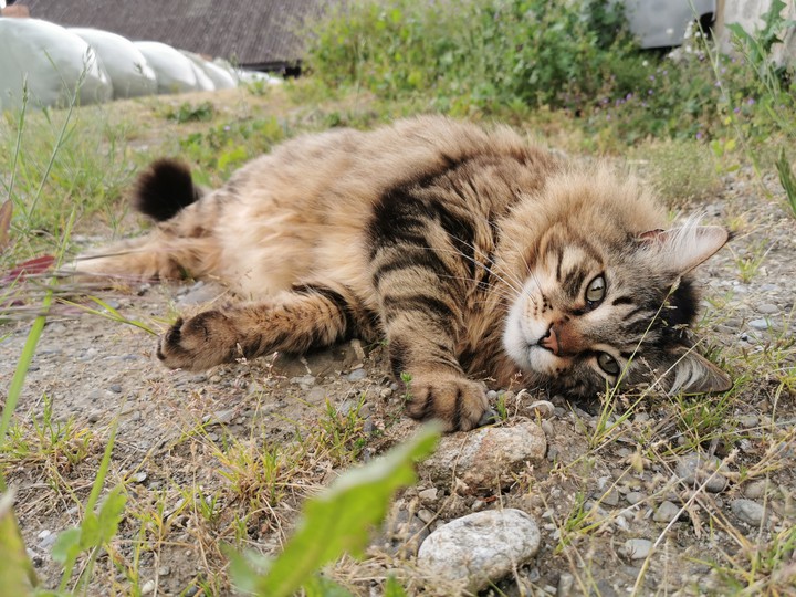 cat
