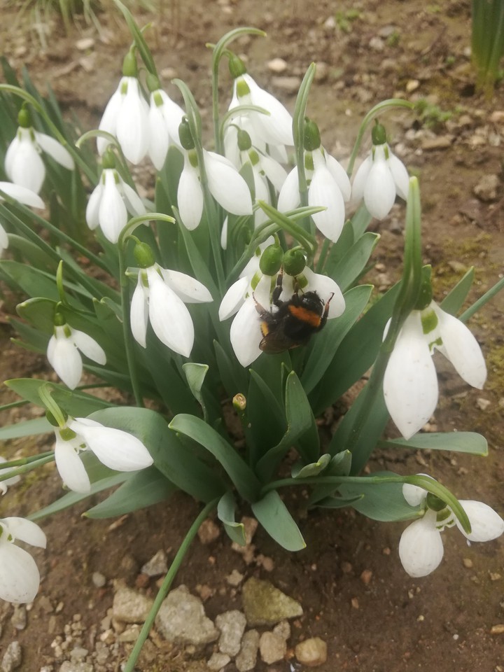 snowdrops