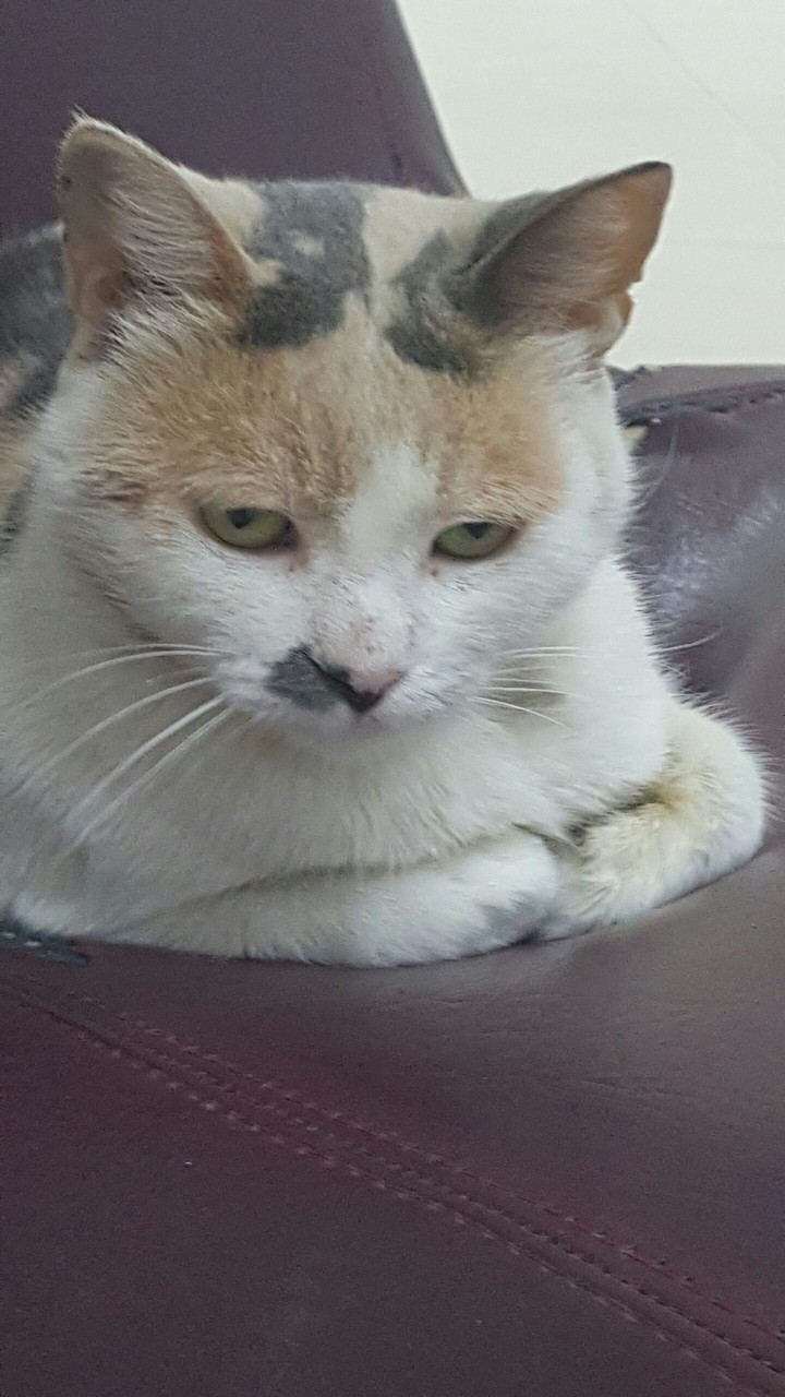 kawsar