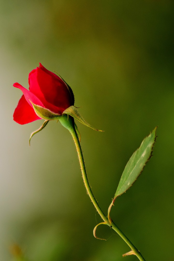 flowering