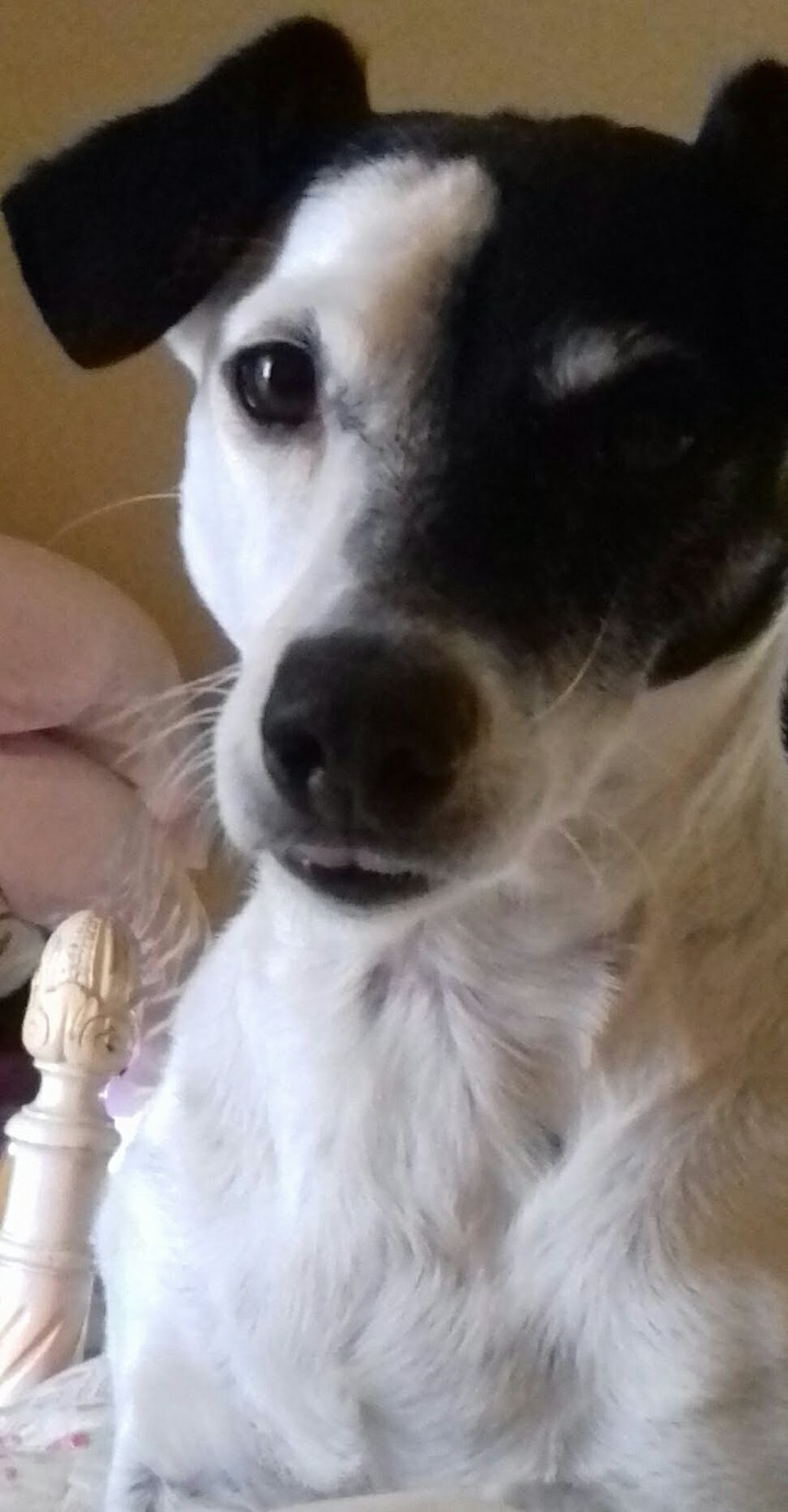 chien