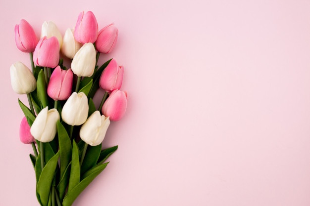 tulipanes