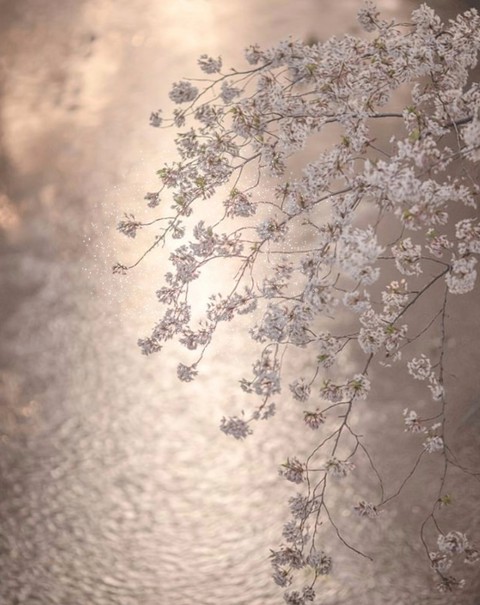 hình nền dress, twig
