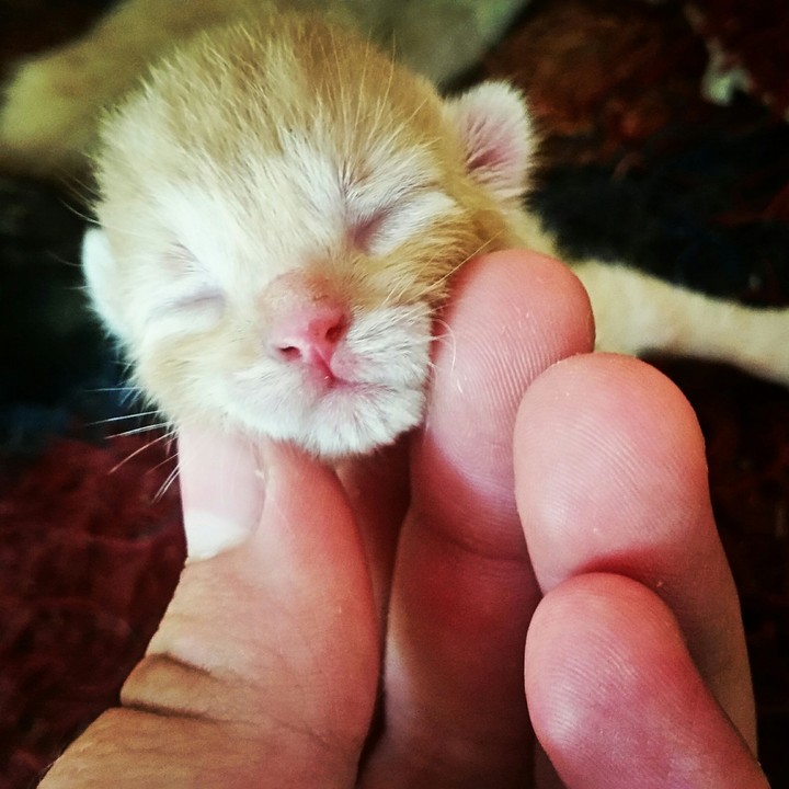 Little Baby Cat
