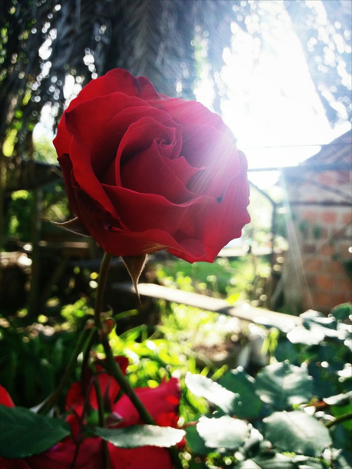 Rosa